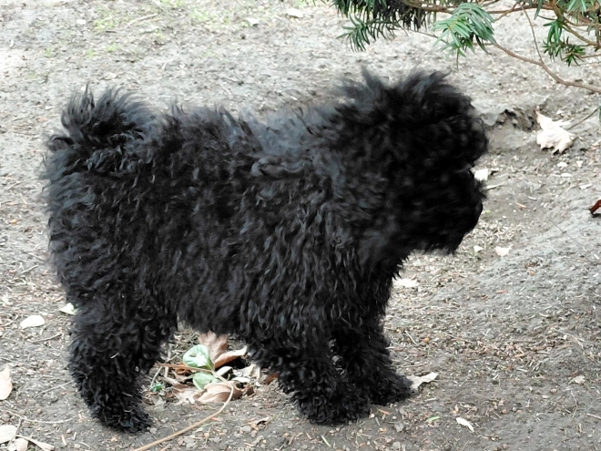 Puli puppy for sale